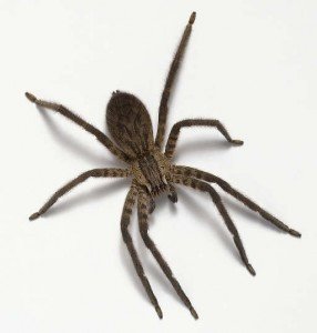 brazilian wandering spider