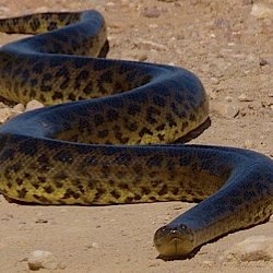 Snake hug