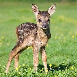 Cute Animals: Deer