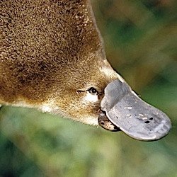 platypus