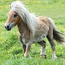 Cute Animals: Pony