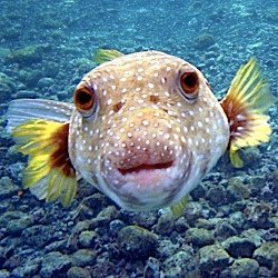 Puffer Fish