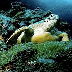 seaturtle