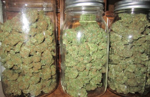 sativa pot