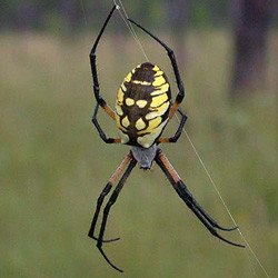 What Really Happens When a Spider Bites You common garden spiders