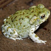 natural ways to get high colorado toad