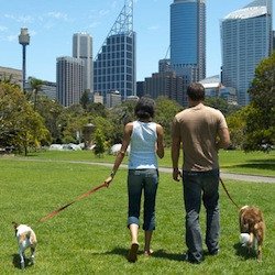 cute pickup lines for guy, dog park