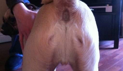 Jesus on dog ass