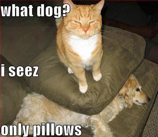 LolCats