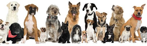 things guys should know about adopting dogs