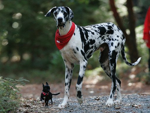 9 Things Guys Should Know Before Getting a Dog size 