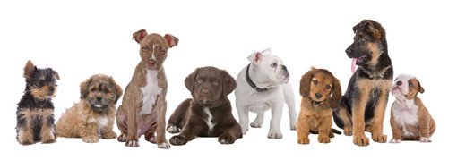dogbreed Things Guys Should Know Before Getting a Dog breeds