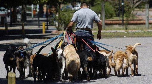 stuff guys should know about dogs