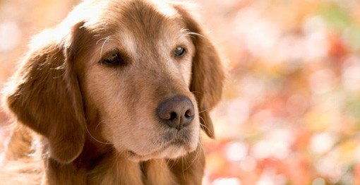 9 Things Guys Should Know Before Getting a Dog mature dogs