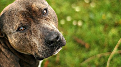 9 Things Guys Should Know Before Getting a Dog pit bull