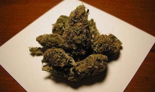 interesting facts about weed