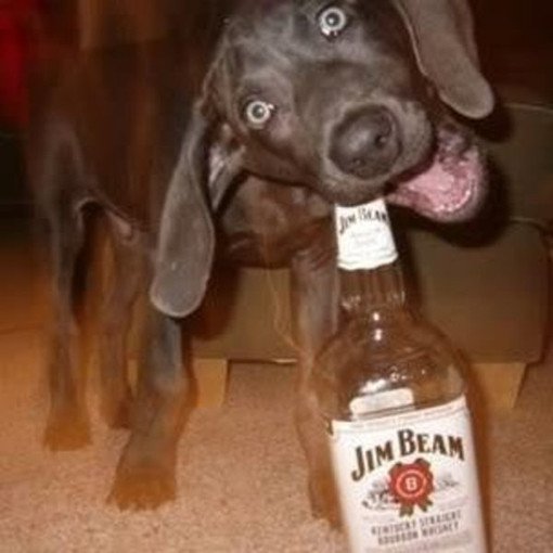 dog drinking jim beam