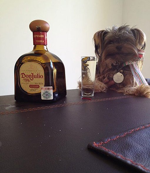 booze-dog-tequila-