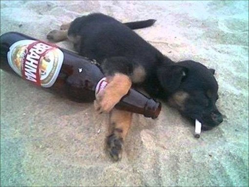 dog-beer-beach