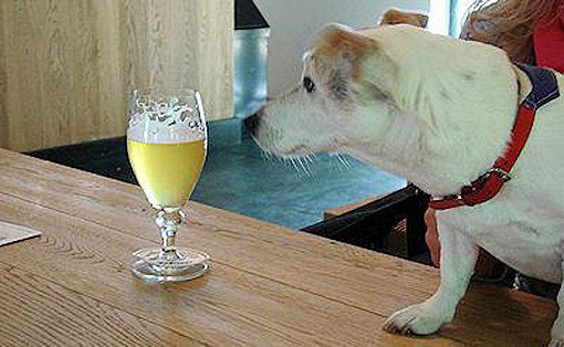 dog-booze-yellow-drink