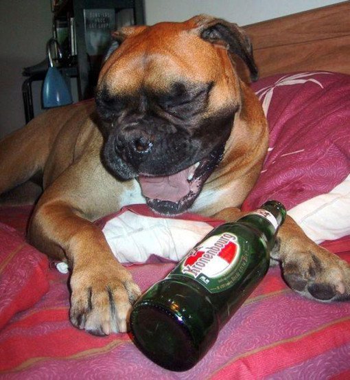 dog-drink-beer