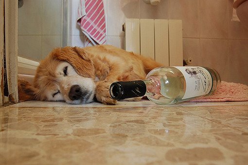 drunk dog