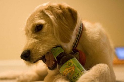 dog bottle opener