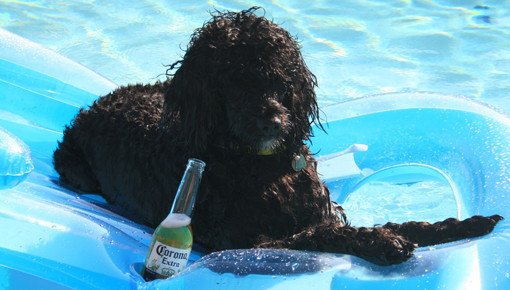 dog drinking beer photos raft