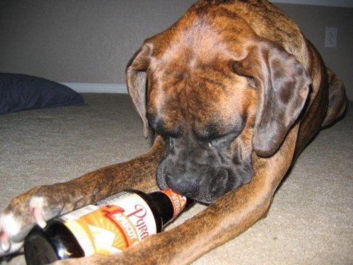 passed out dog drunk beer