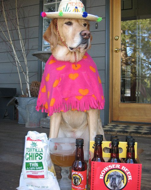dog drinking beer weekend getaway