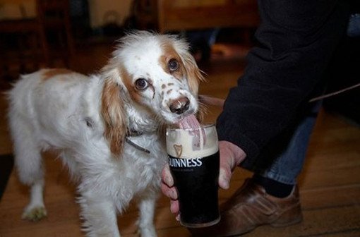 dog drinking beer guiness