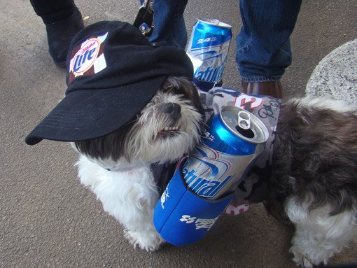 dog hat beer drinking