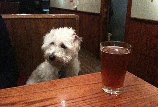 dog drinking booze