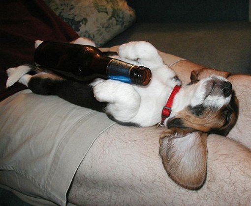 drunk dogs photos