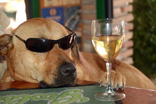 dog wine