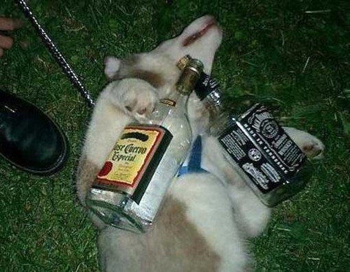 double fisting booze dog