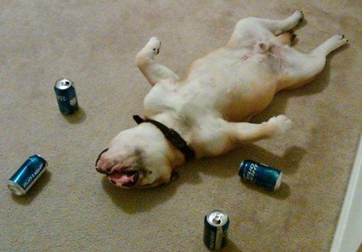 drunk dogs photos passed out