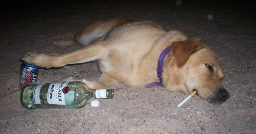 drunk dogs photos smoking