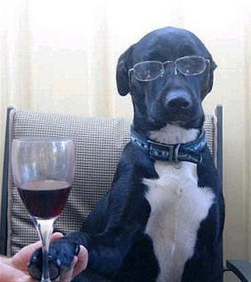 drunk dogs photos wine