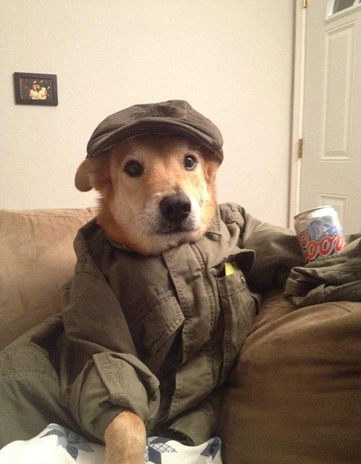 hipster dog drinks beer