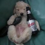 Study: Drinking Alcohol Linked To 7 Types of Cancer boozed up tv dog