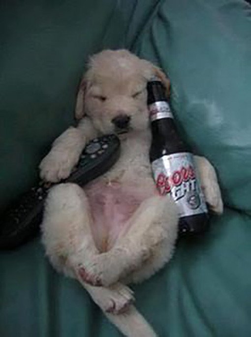 boozed up tv dog