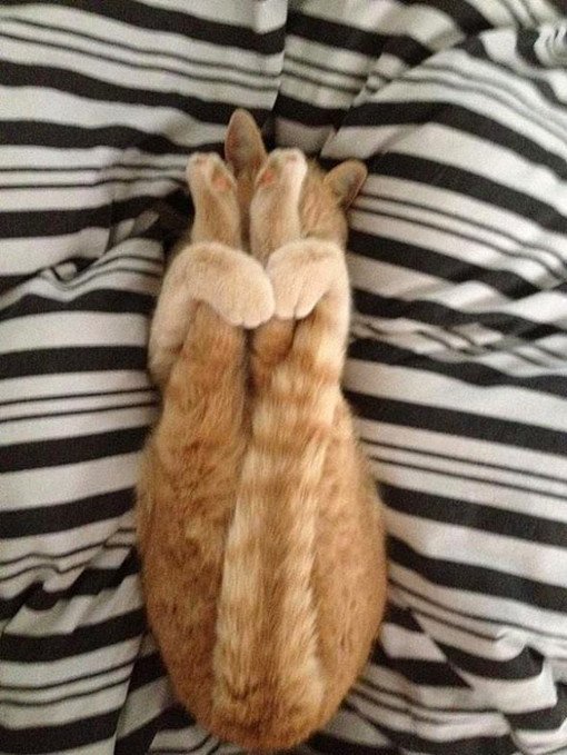 animal yoga funny