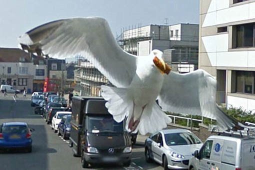 google maps funny pics bird