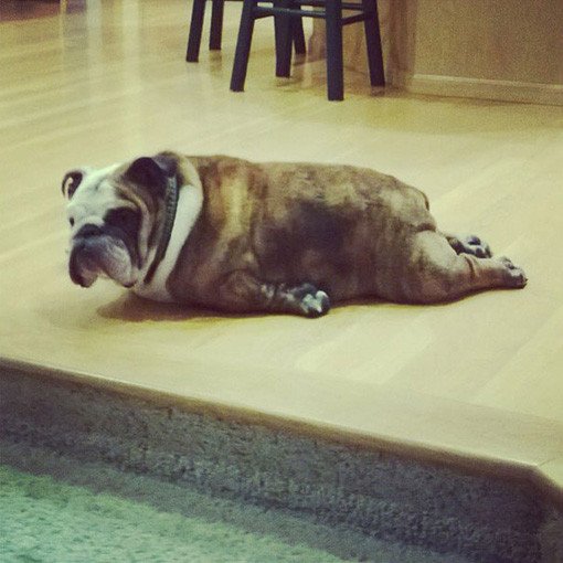 yoga pose dog