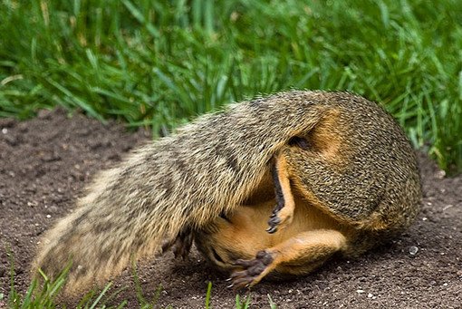 funny animal yoga poses