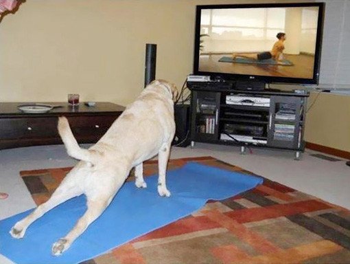 dog doing yoga on mat