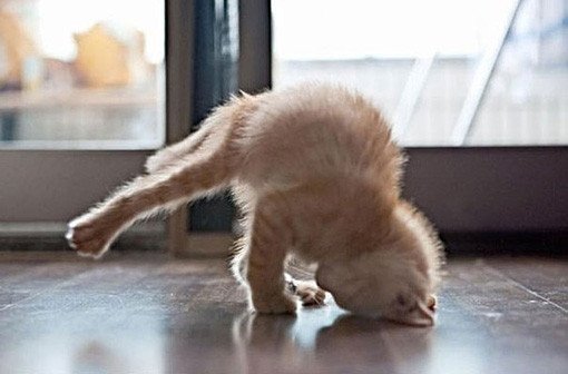 the cat headstand pose