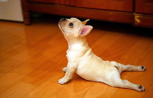 yoga cobra dog