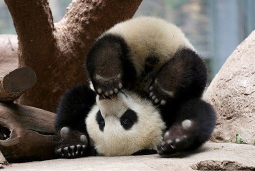 panda bear yoga